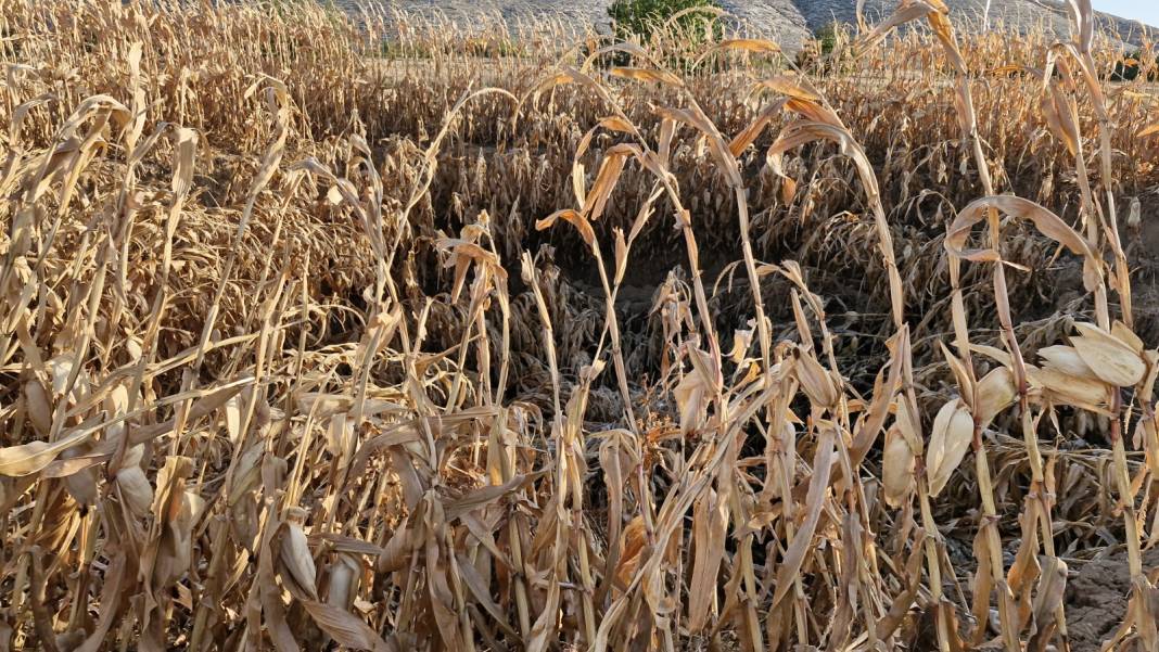 Konya’nın obrukları bir ilimizde daha hızla yayılıyor! Üretici çaresiz 3